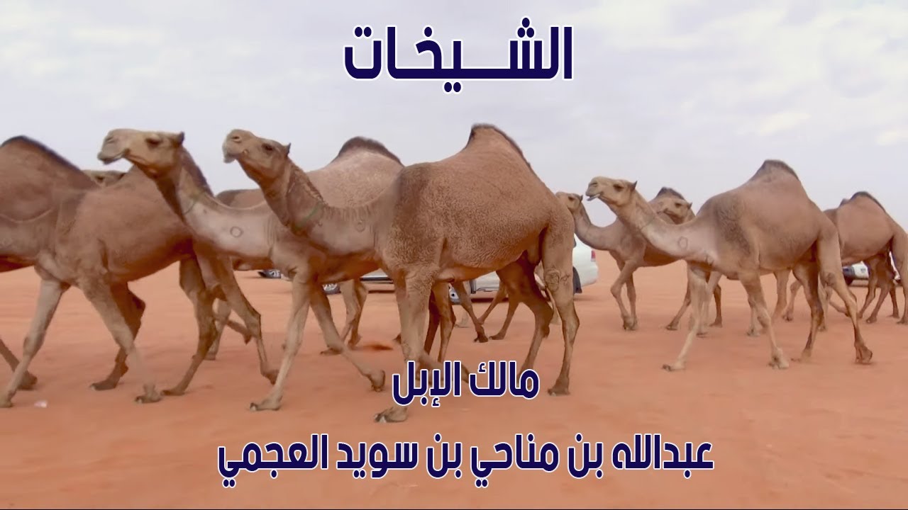 مسيرة منقية الشيخات | مالك الإبل / عبدالله بن مناحي بن سويد العجمي