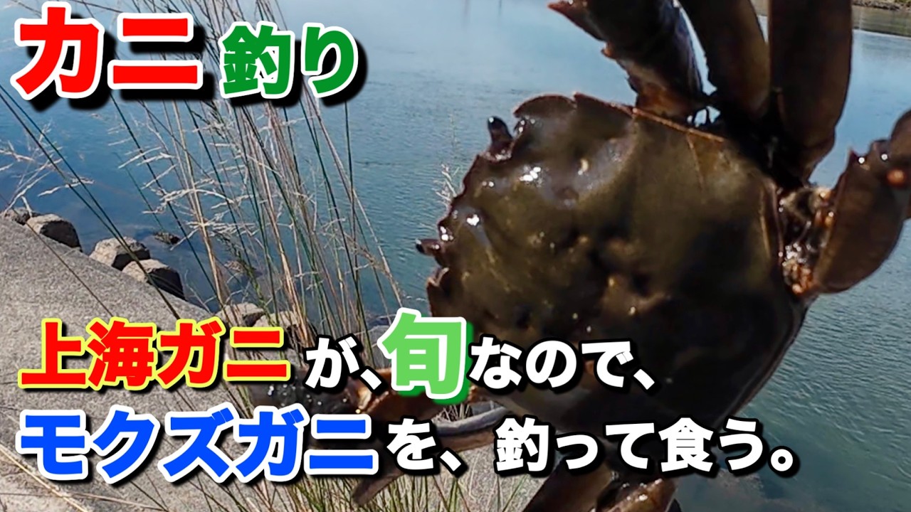【カニ釣り】上海ガニが旬なので、モクズガニを、釣って食う。