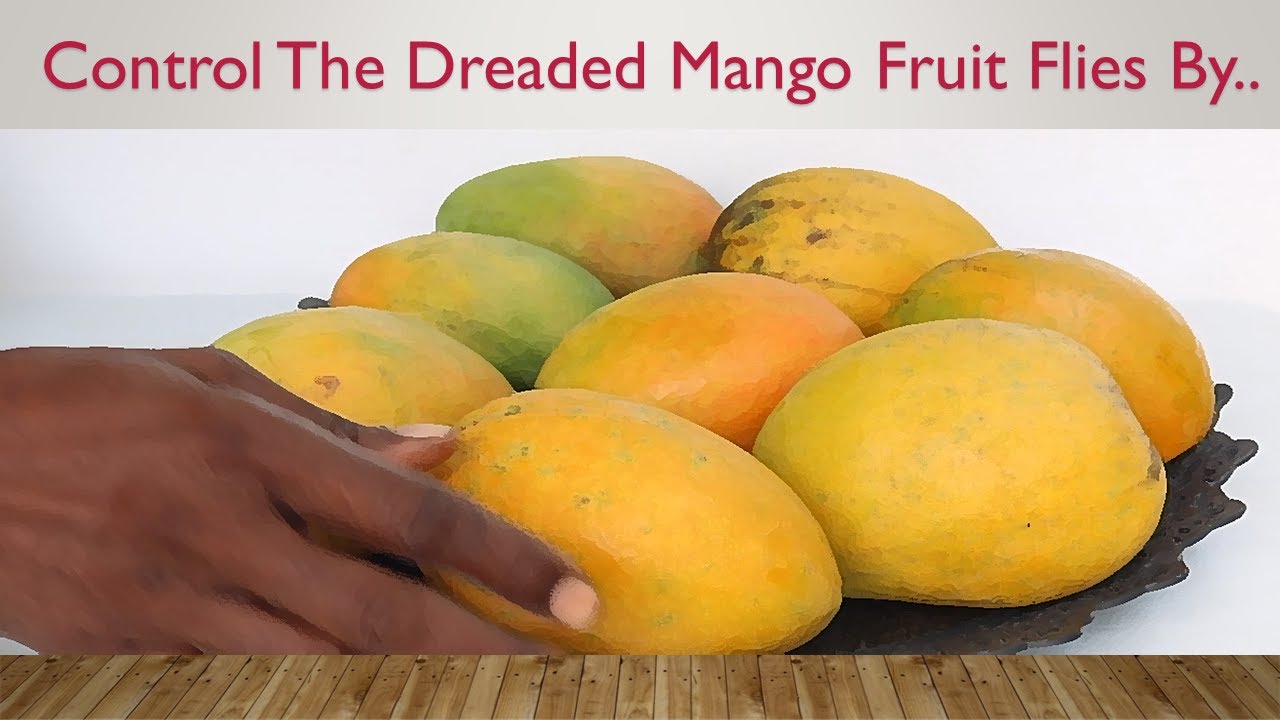 The Best Way To Control Mango Fruit Flies!!