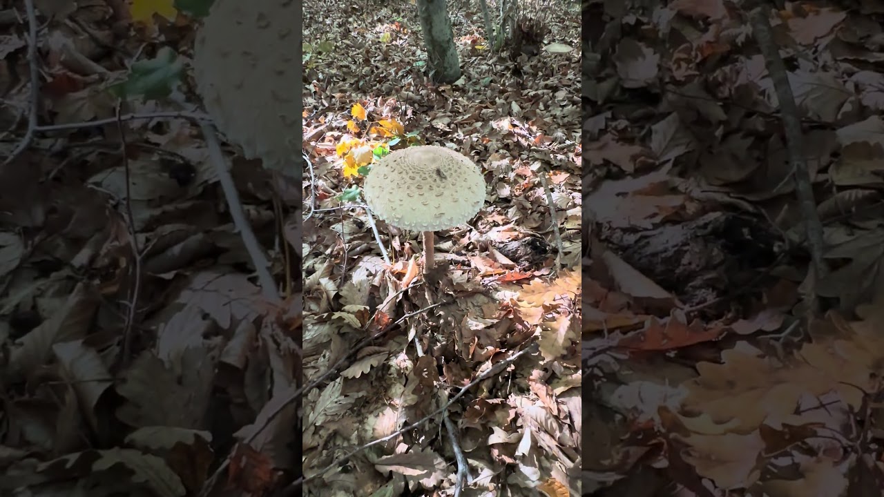 Şemsiye Mantarı (Macrolepiota procera)