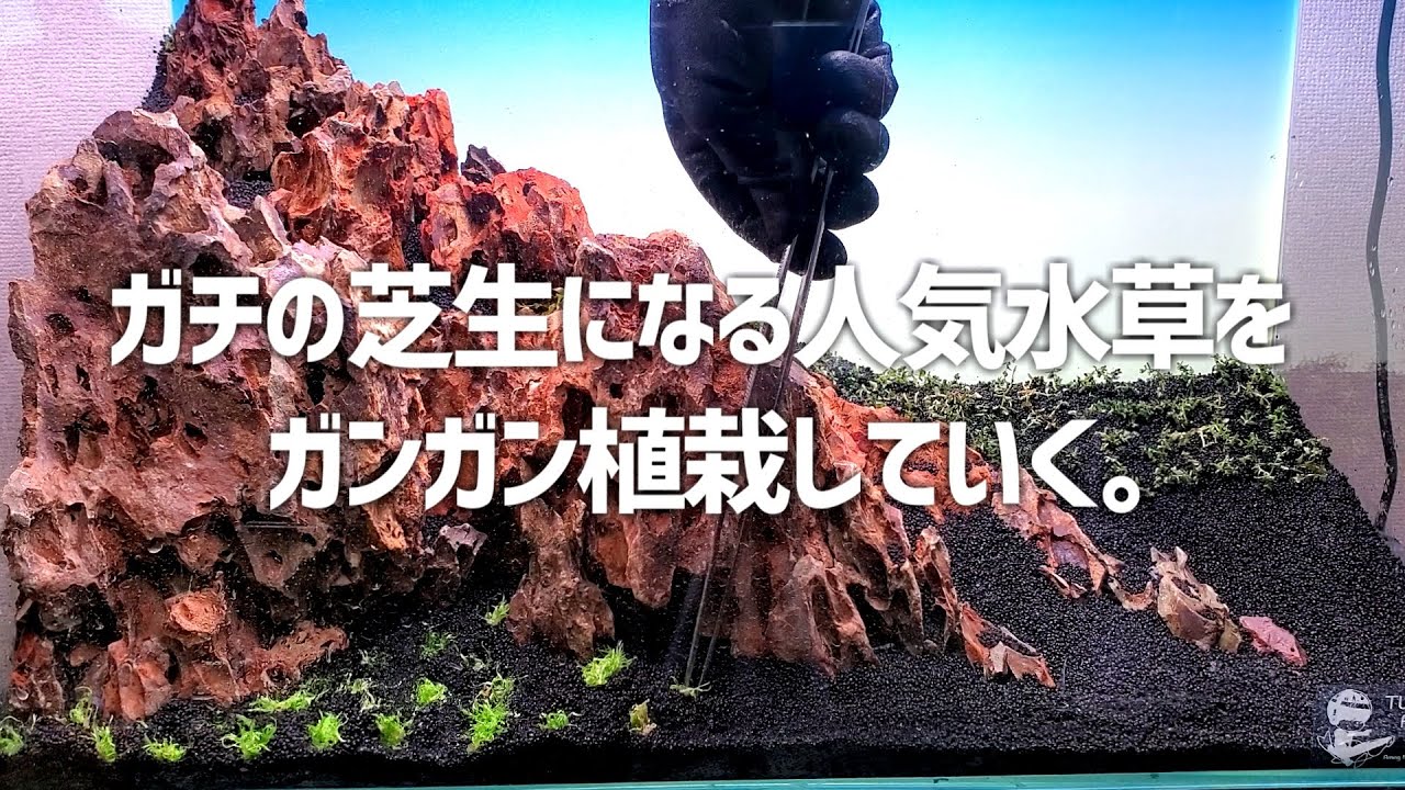 難しいと噂の、本当の芝生になる水草をガンガン植えていく。#266【アクアリウム】