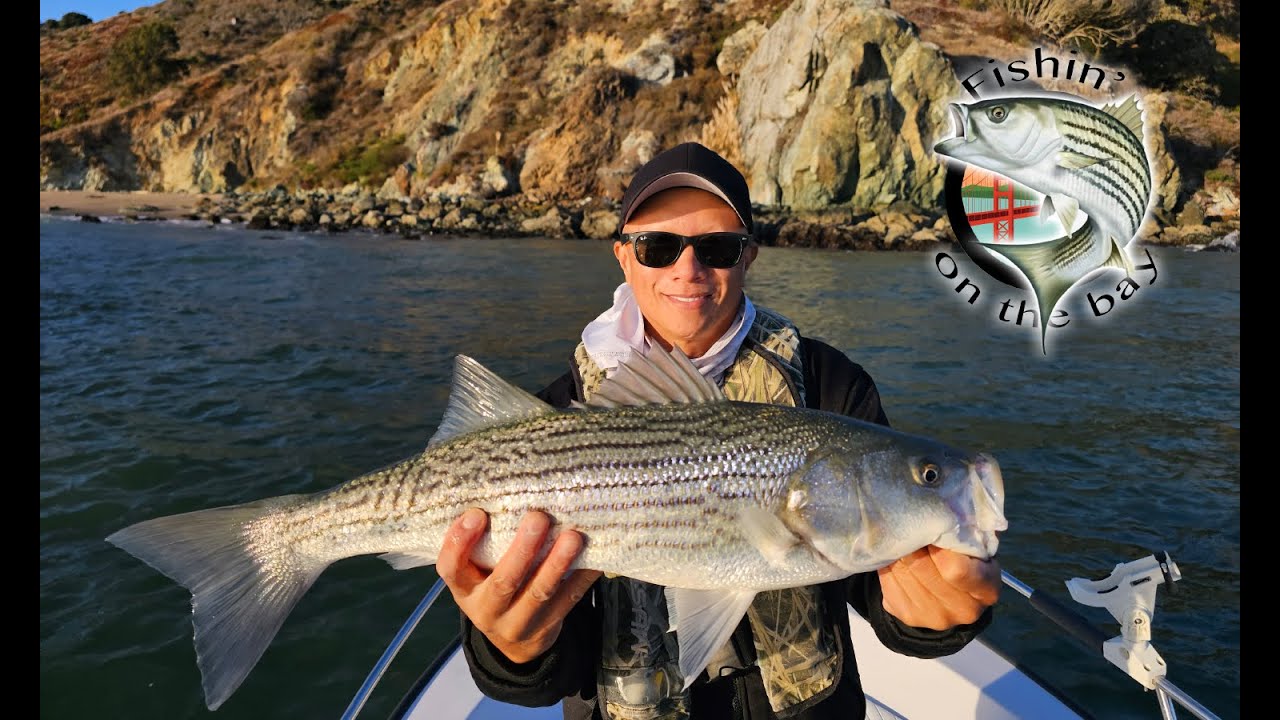 Island hopping for Striped Bass: Striper fishing San Francisco Bay : Winners anounced!