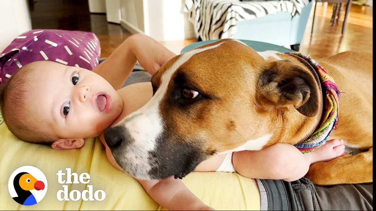 Rescue Dog With Wild Zoomies Becomes The Calmest Big Brother | The Dodo