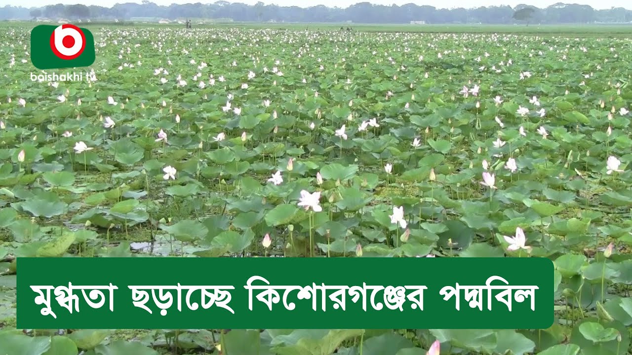 মুগ্ধতা ছড়াচ্ছে কিশোরগঞ্জের পদ্মবিল
