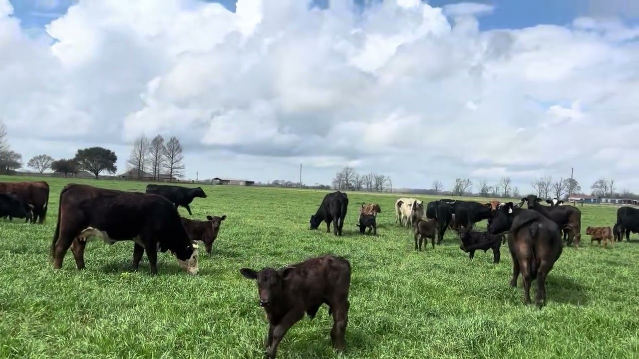 The Cattle Range Listing #603D288