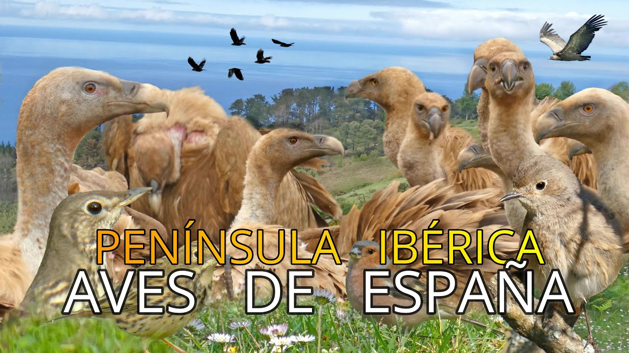 Aves de Espa&ntilde;a||Peque&ntilde;os Documentales en 4k||Buitre Leonado 🐦||Gyps Fulvus.