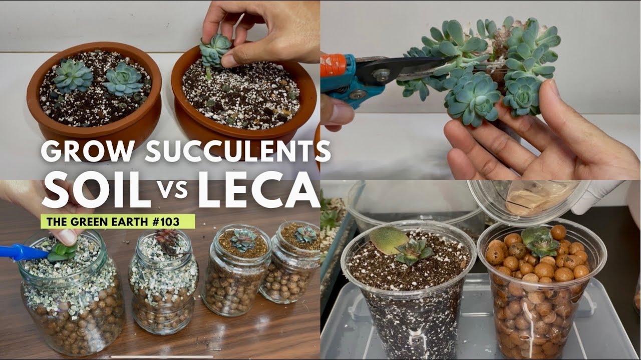 #103 : Experiment of Growing Succulents Indoor (Soil versus LECA)