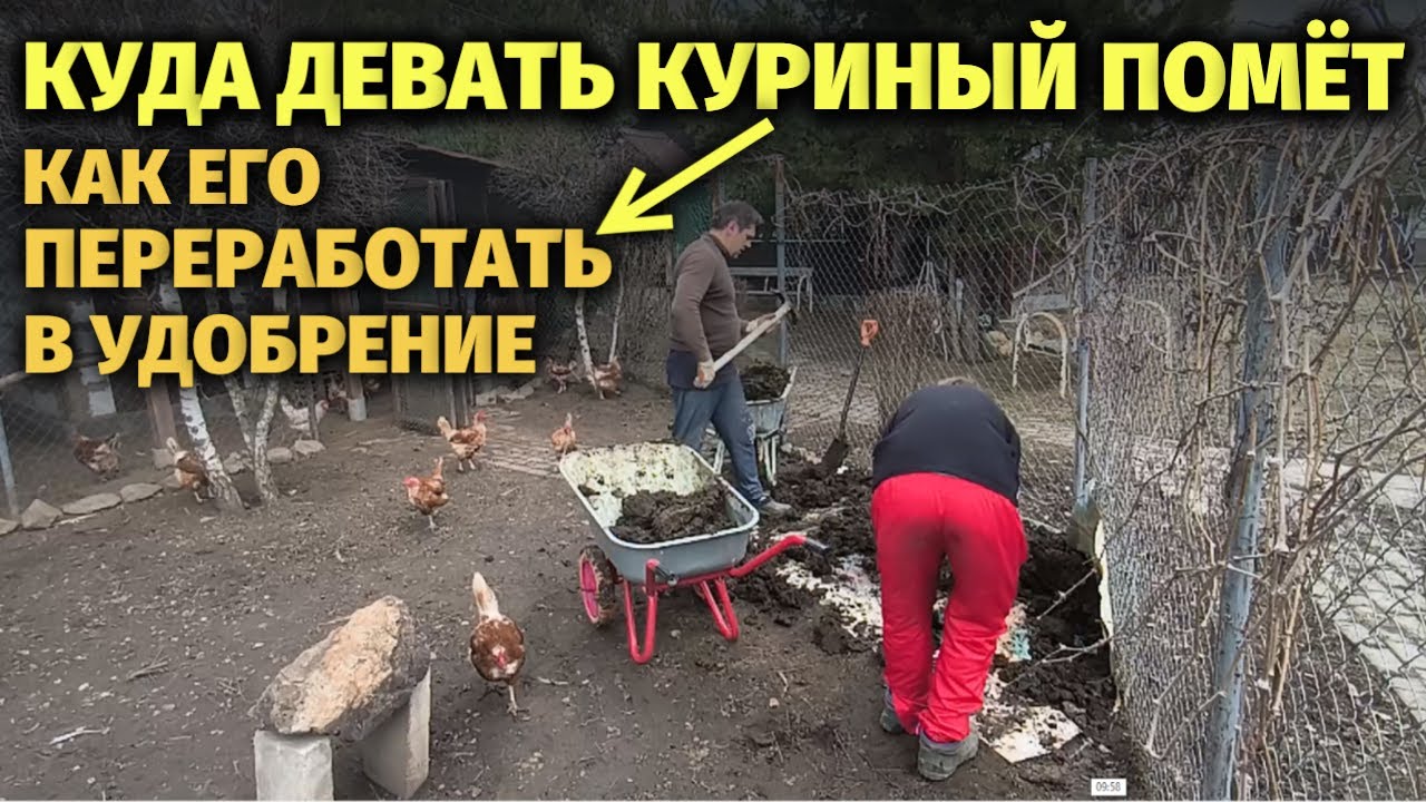 КУРИНЫЙ ПОМЁТ - как сделать из него ценное удобрение