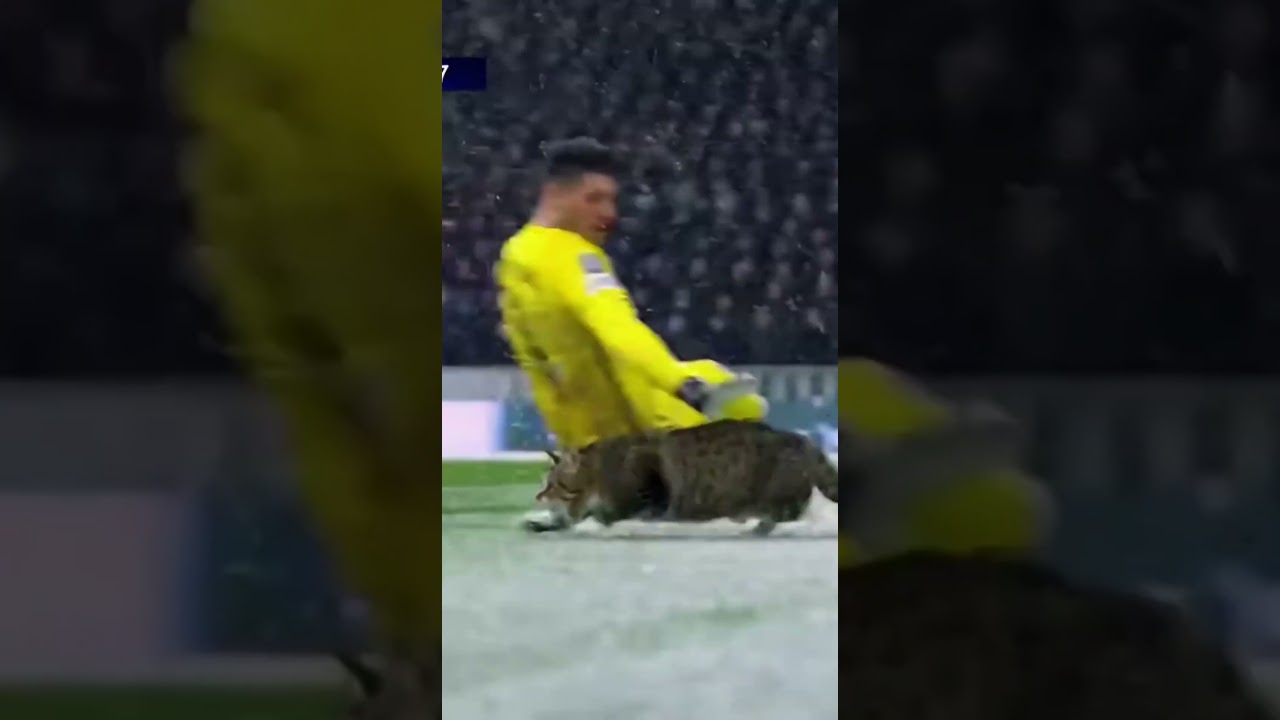 This Goal Was Blocked by a Cat 😳⚽🐱