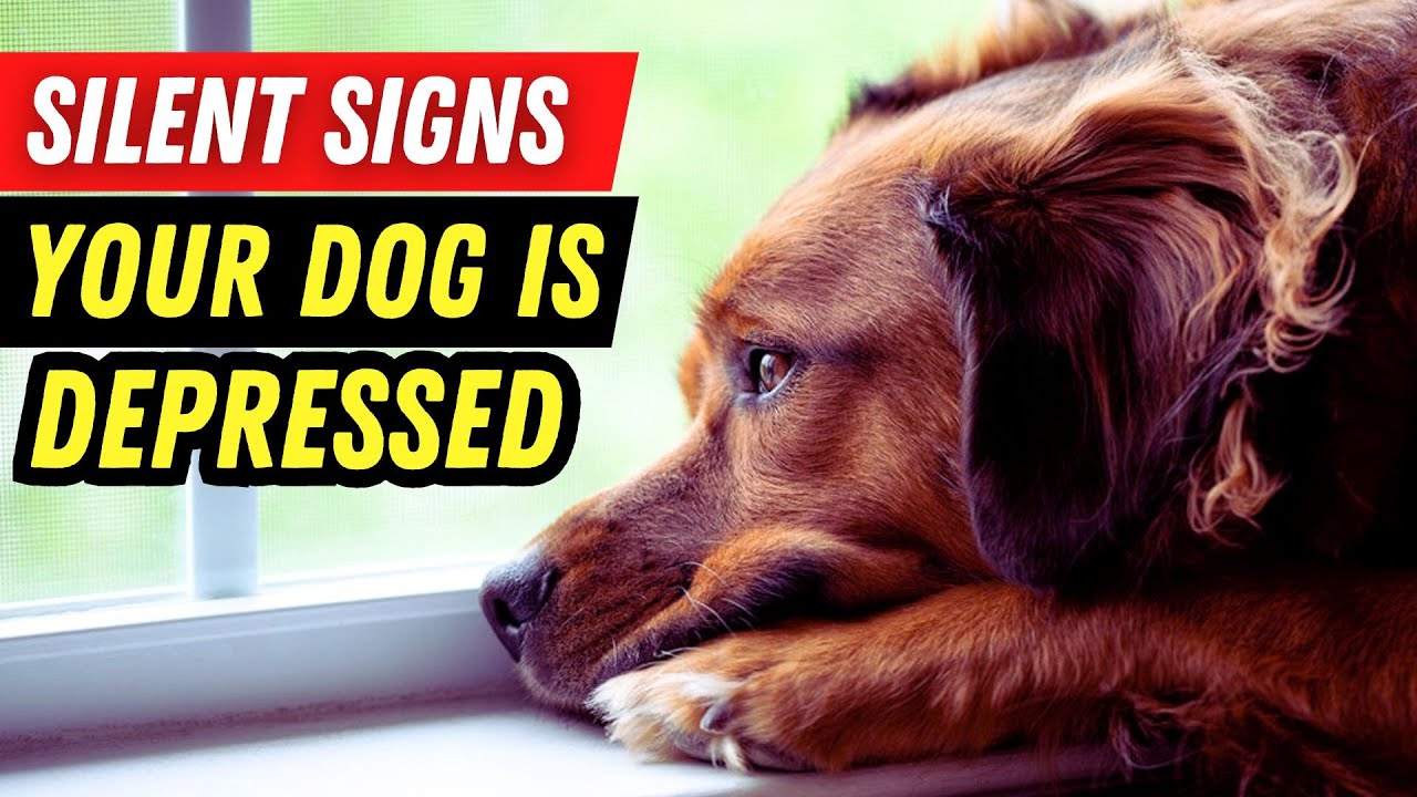 9 Signs Your Dog Is Depressed & What You Can Do!🐶😢