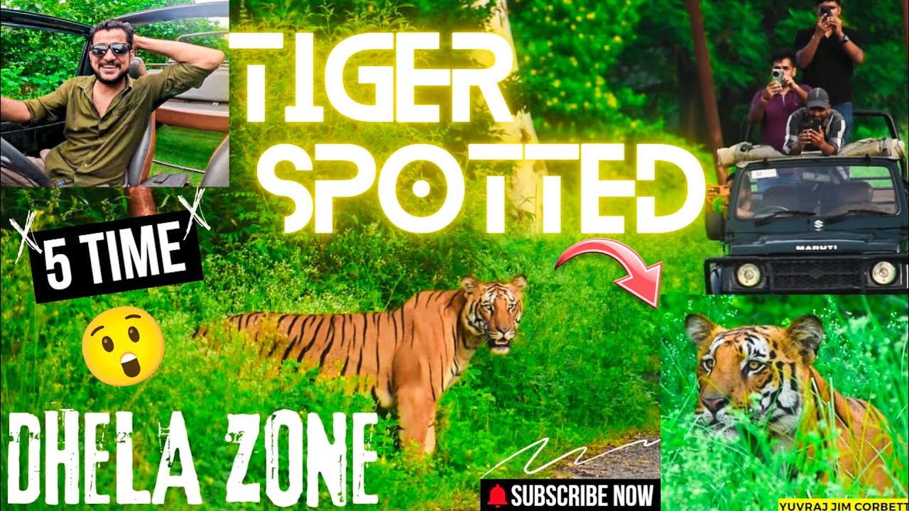 5 TIME BUMPER TIGER SIGHTING HO GYI DHELA ZONE MAIN 😲 BEST MONSOON SAFARI #yuvrajjimcorbett