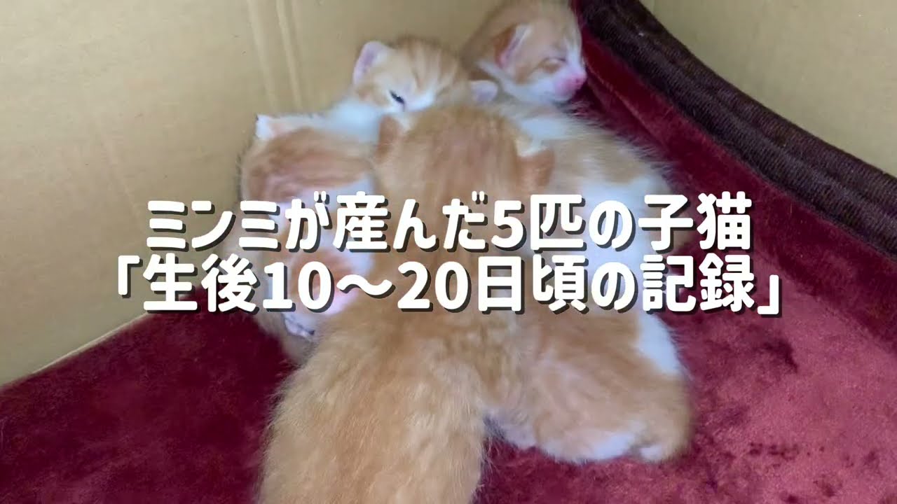 ミンミが産んだ5匹の子猫「生後10〜20日ごろの記録」