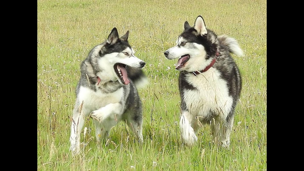 Malamute Sherpa and best friend K'eyush,  adventures through the years