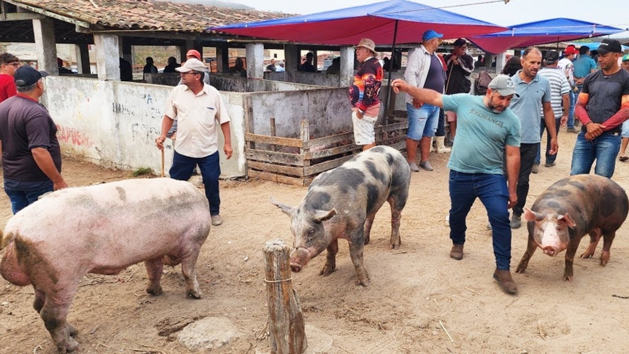 SUÍNOS DE 120 REAIS EM CAPOEIRAS PE, ALÉM DE CAPRINOS E OVINOS  #nordeste 21-02-2-2025 #nordeste