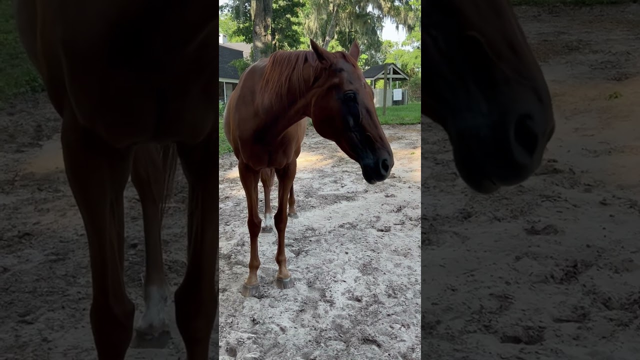 This is what an angry horse looks like&hellip;. She was mad a Dixie for going near her 😂