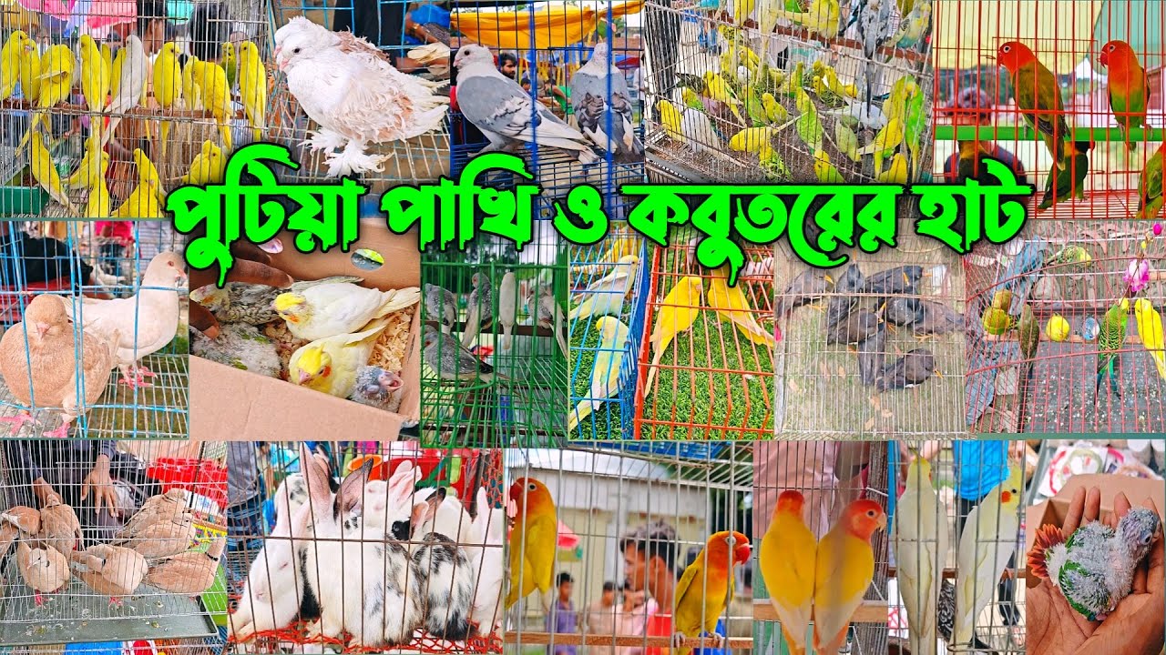 পুটিয়া পাখি ও কবুতরের হাট