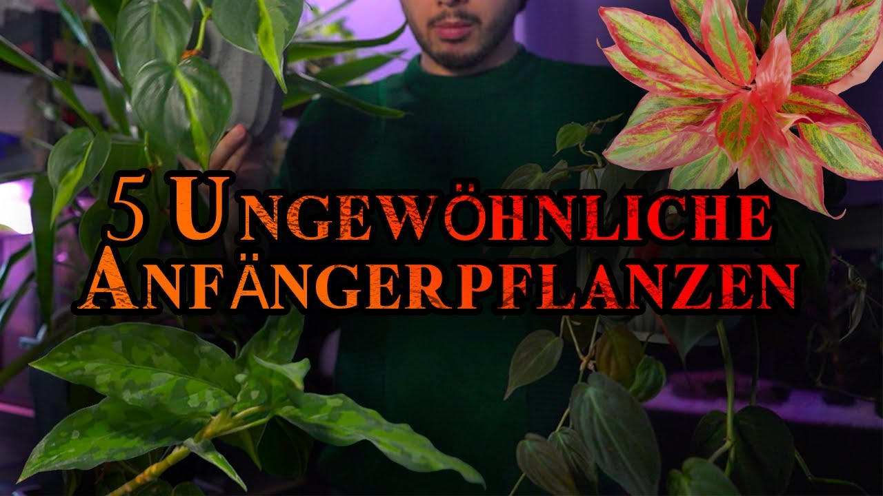 5 ungewöhnliche Anfängerpflanzen 🌱🪴