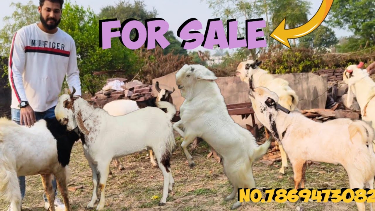 Goat for sale 🐐 #viral #forsele #trending #india #bakra #goatfarming #eid2026 