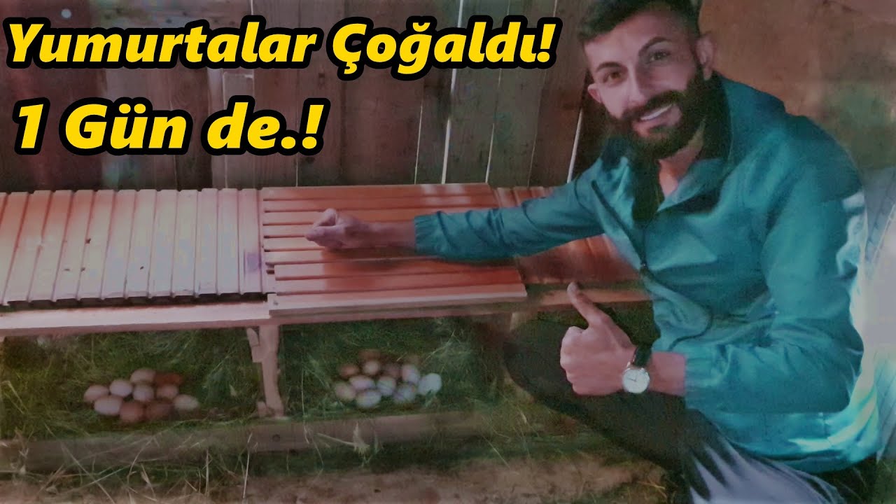 1 Günde Yumurta Verimi Arttı!-Yumurta Toplama!@Horoz@Tavuk@civciv@hindi@yumurta