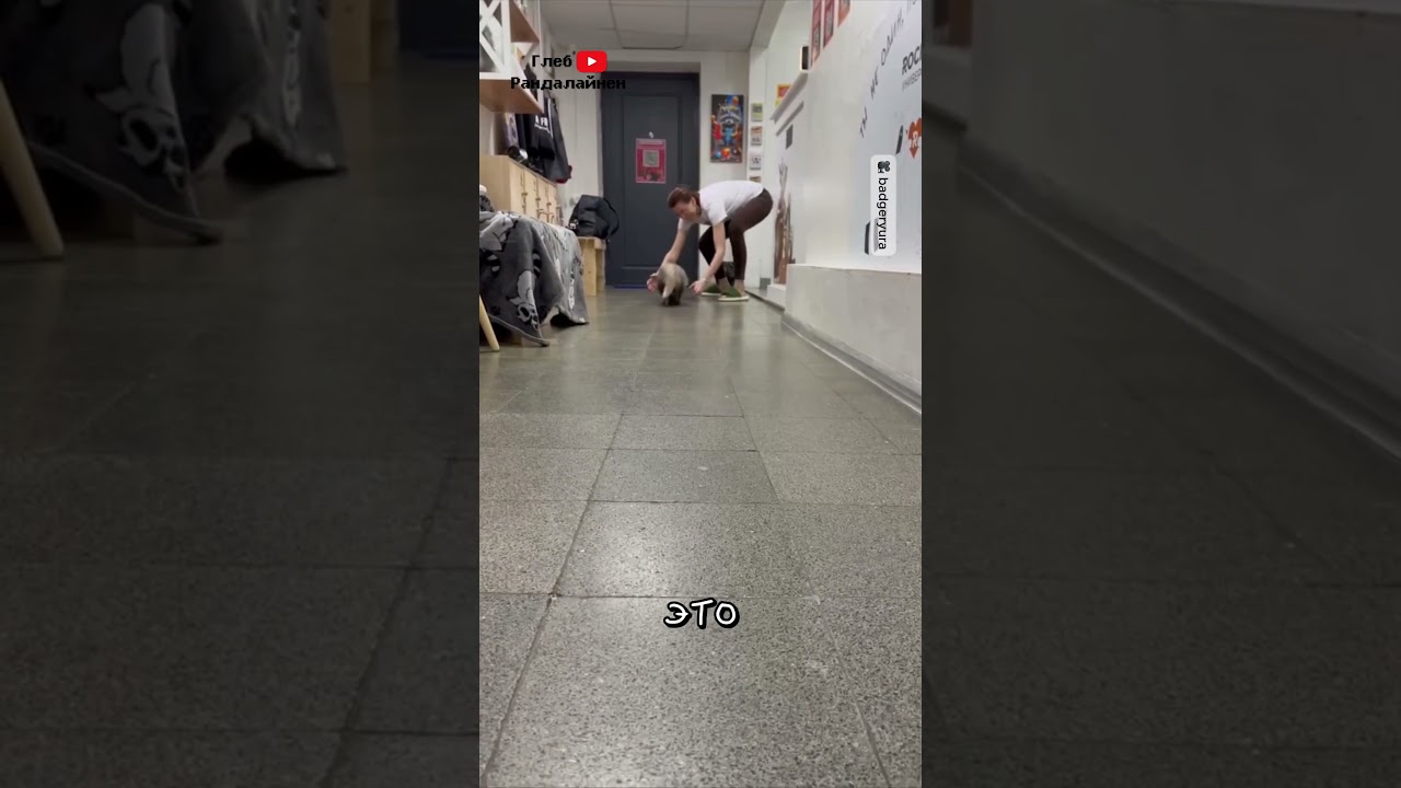 Yura the Badger Loves to Roll on the Floor 🦡