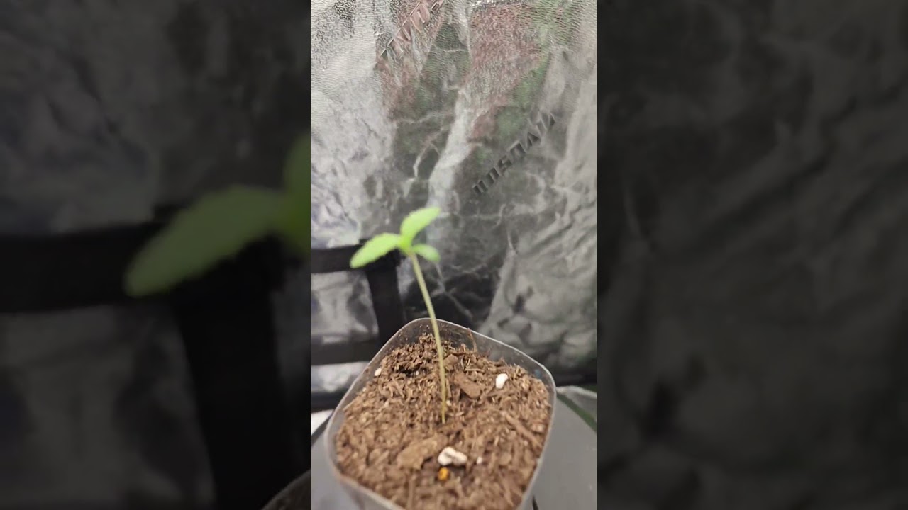 Zkittlez #Autoflower #cannabiscommunity #trending #420 #thc #cbd #garden