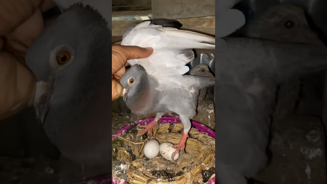 Two pigeon eggs were ruined. 😭🕊️
