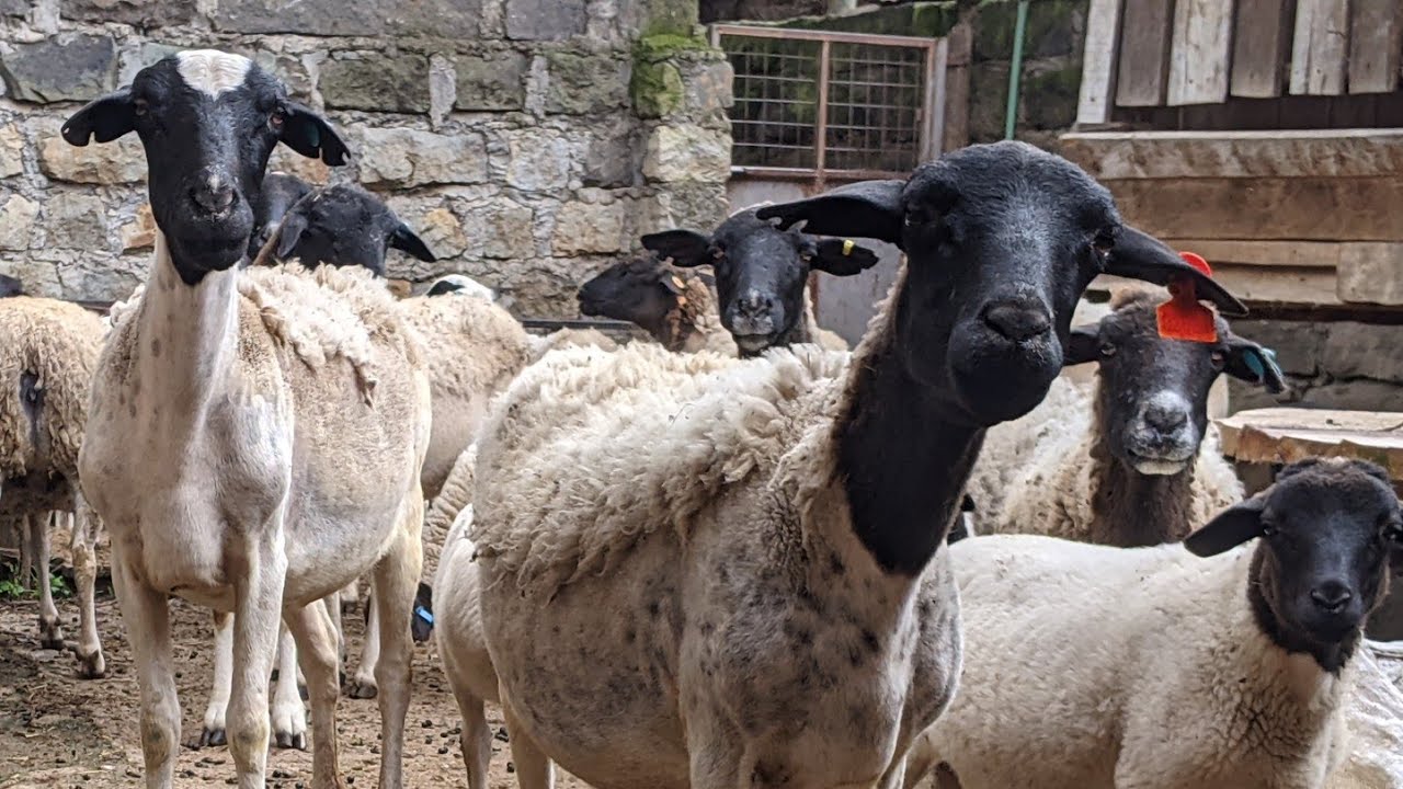 Zero grazed Sheep🤯🤯🤯