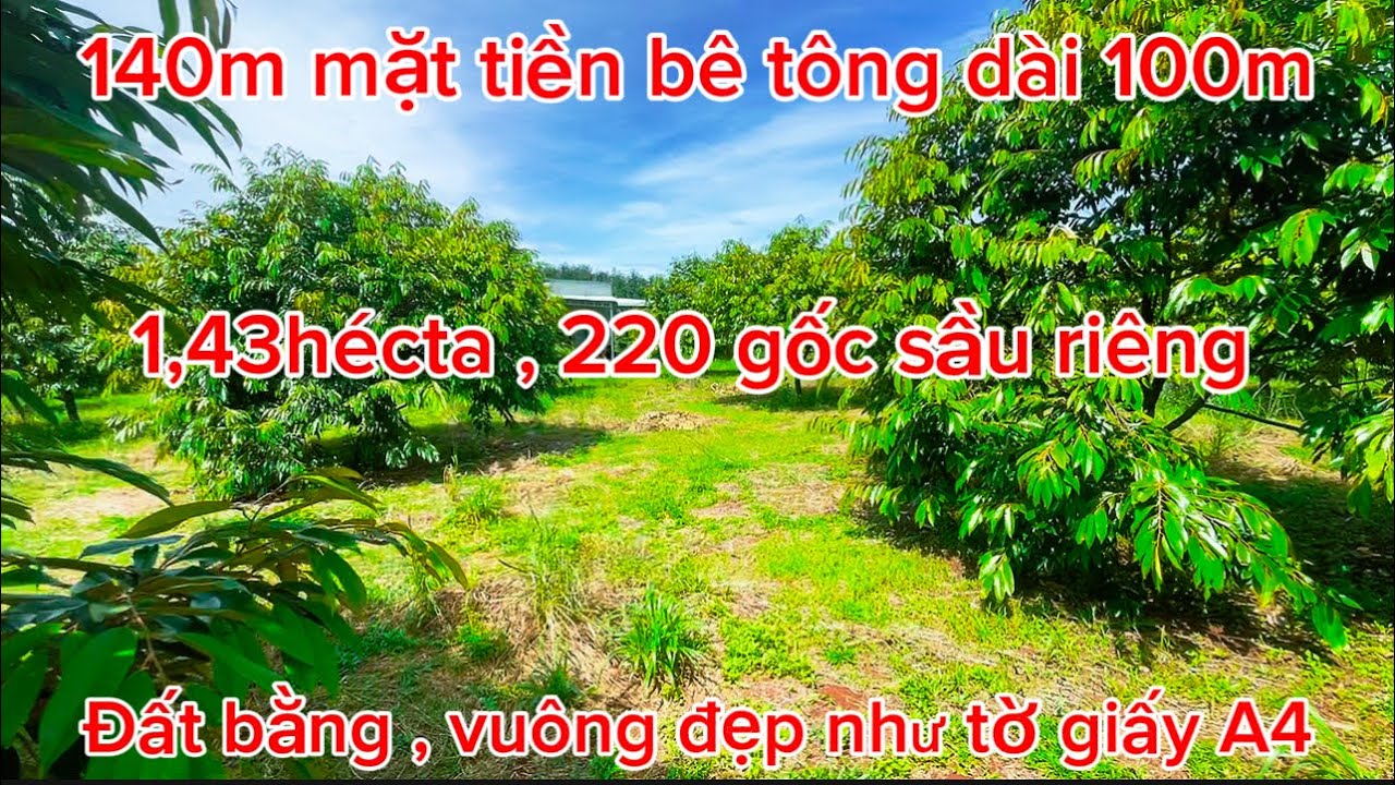 ( đã bán)  1,43 héc ta sầu riêng Vuông, bằng đẹp. Đầu tư , làm của tuyệt vời . Đất phú riềng