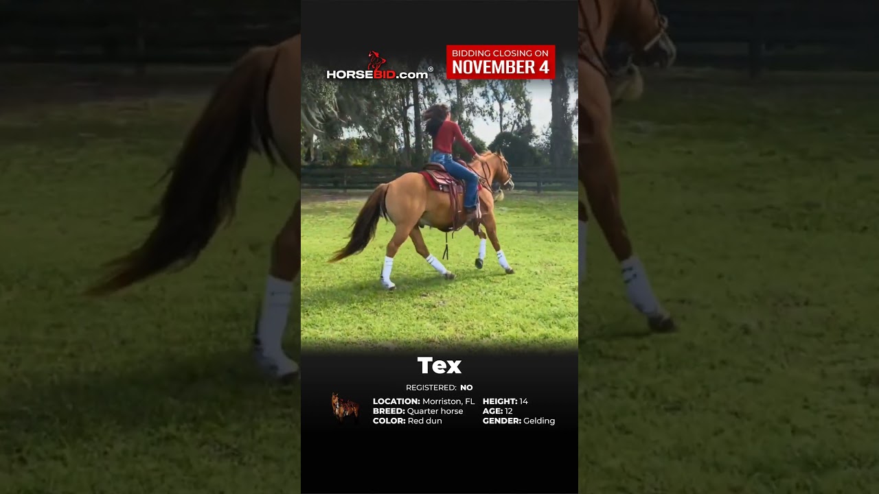 𝗧𝗲𝘅 #horse #horses #horseriding
