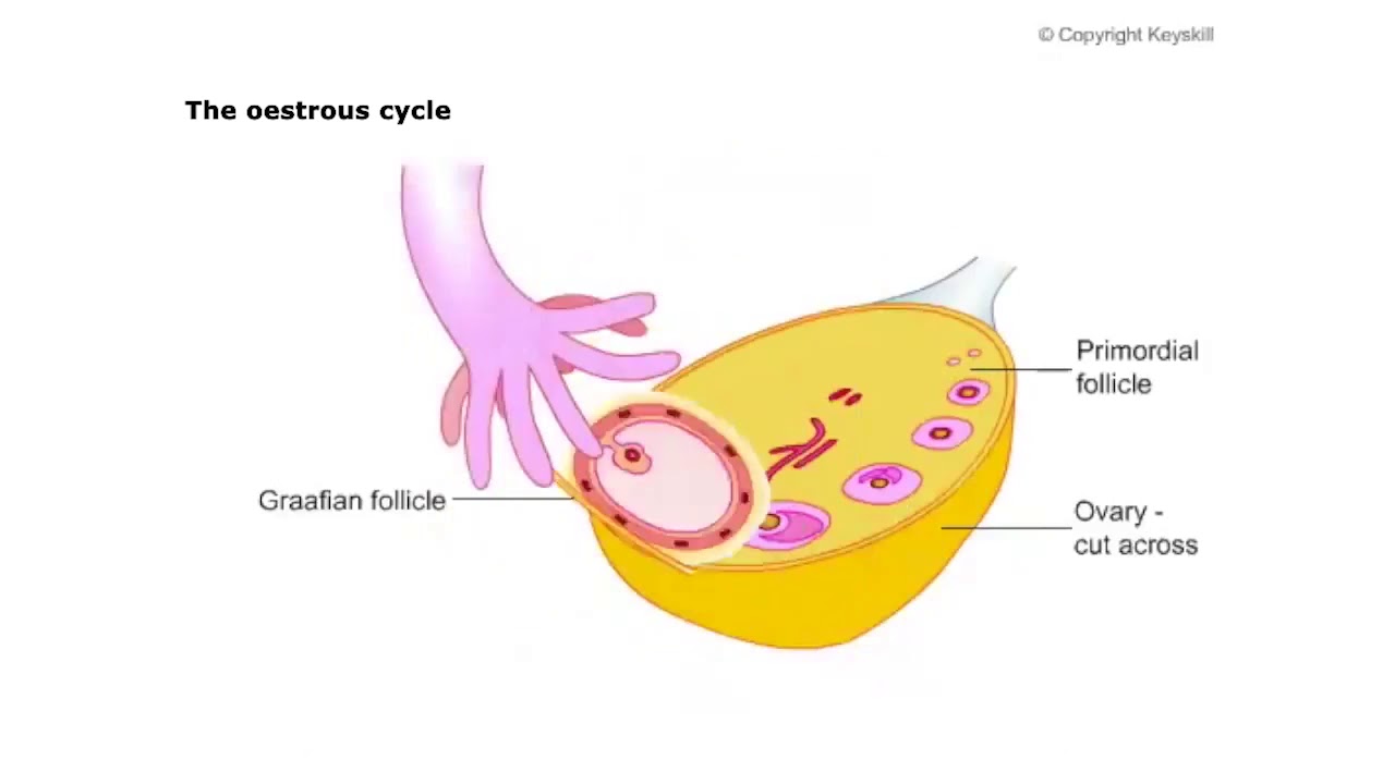174repro1oestrouscycle ovary2