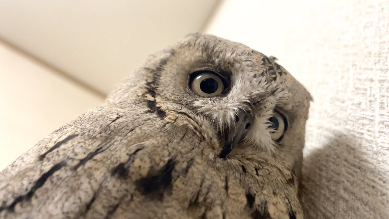 うちのフクロウが寝かせてくれません…