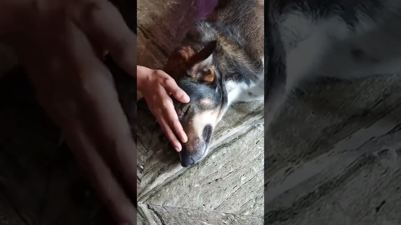 Getting a head massage #doglovers  #instadogs #dogs