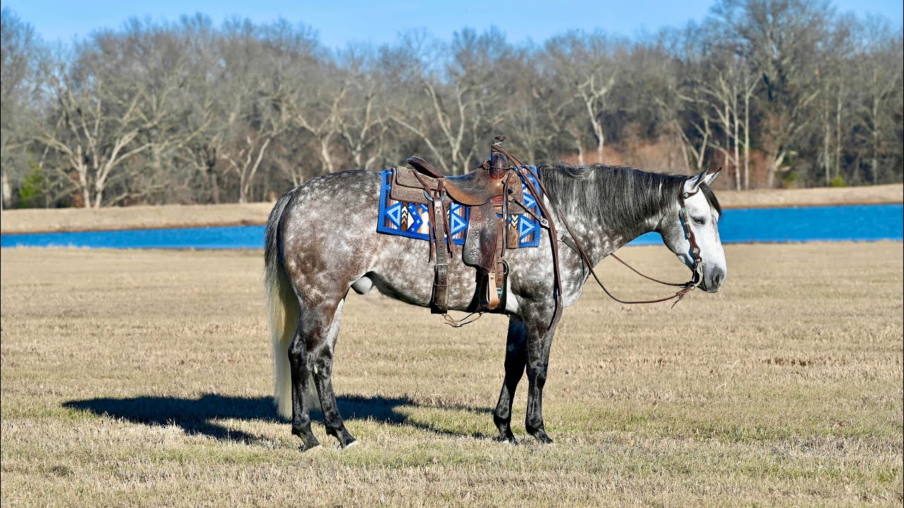 Steeler aka Dun it for Rogue offered by Diamond K at North Star Invitational Horse Sale  