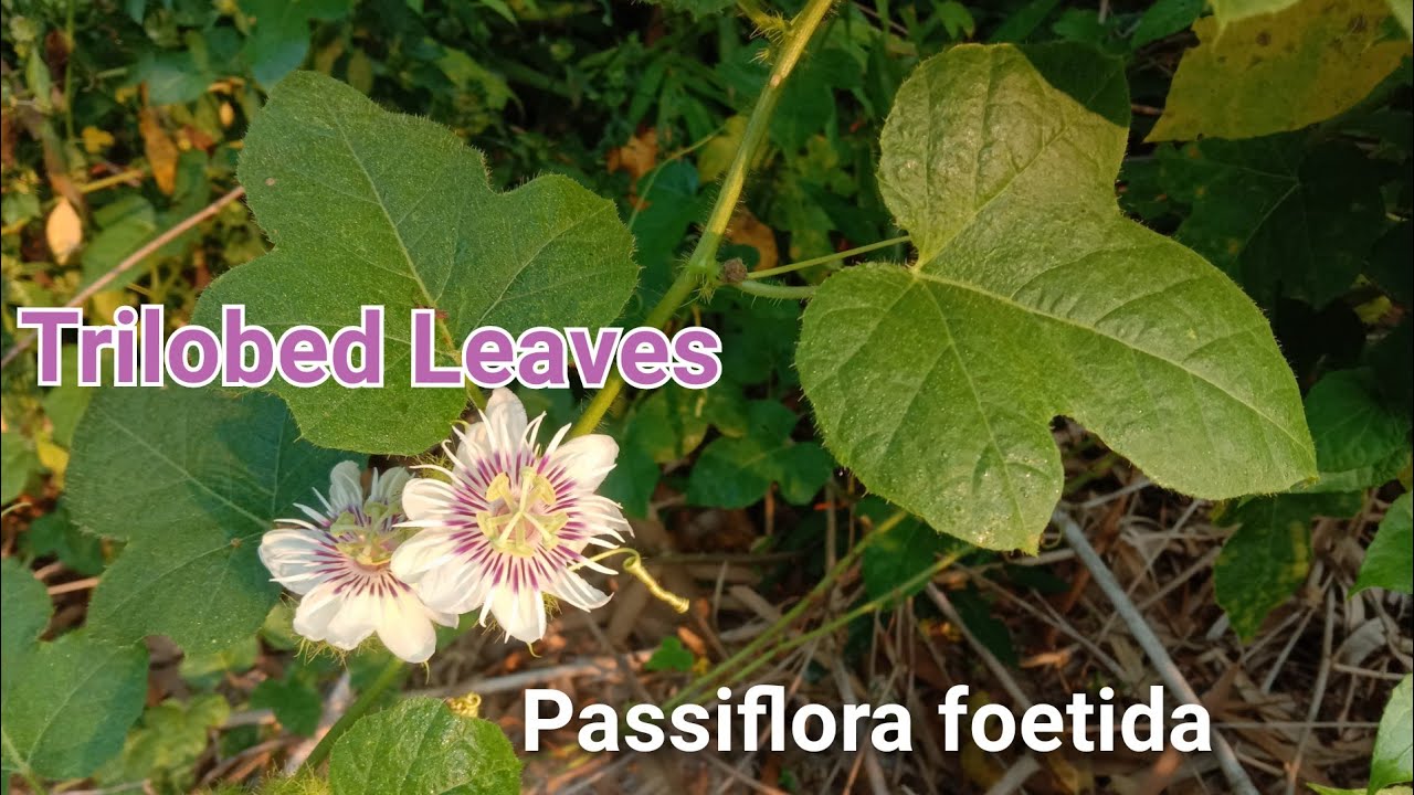 Passiflora foetida Leaves I Morfologi Daun Rambusa 