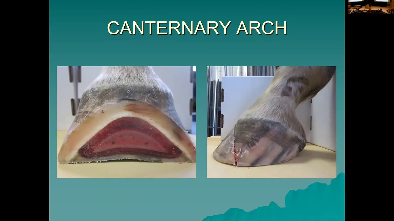 Hoof Care – Cornell Vet Equine Seminar Series, December 2018
