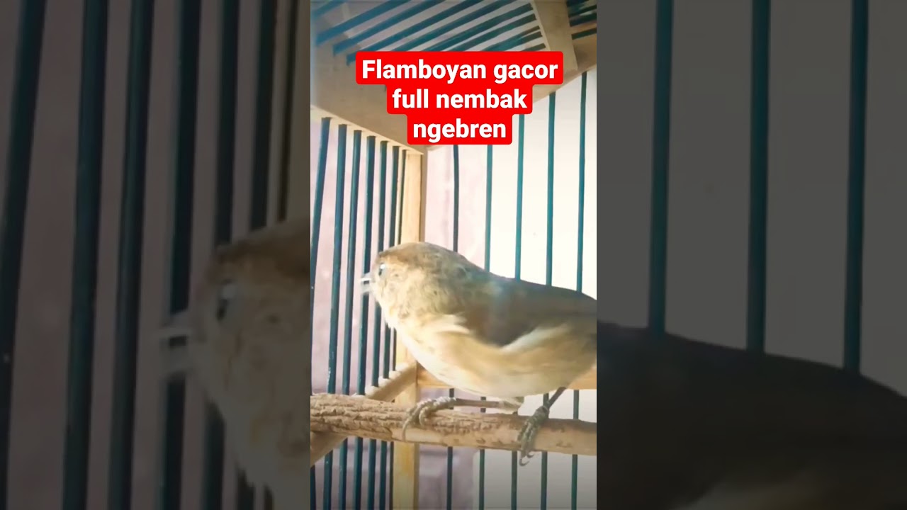 suara burung flamboyan gacor full nembak ngebren
