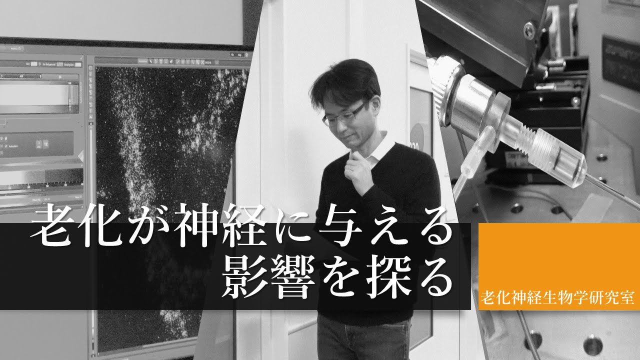 老化が神経に与える影響を探る　老化神経生物学研究室