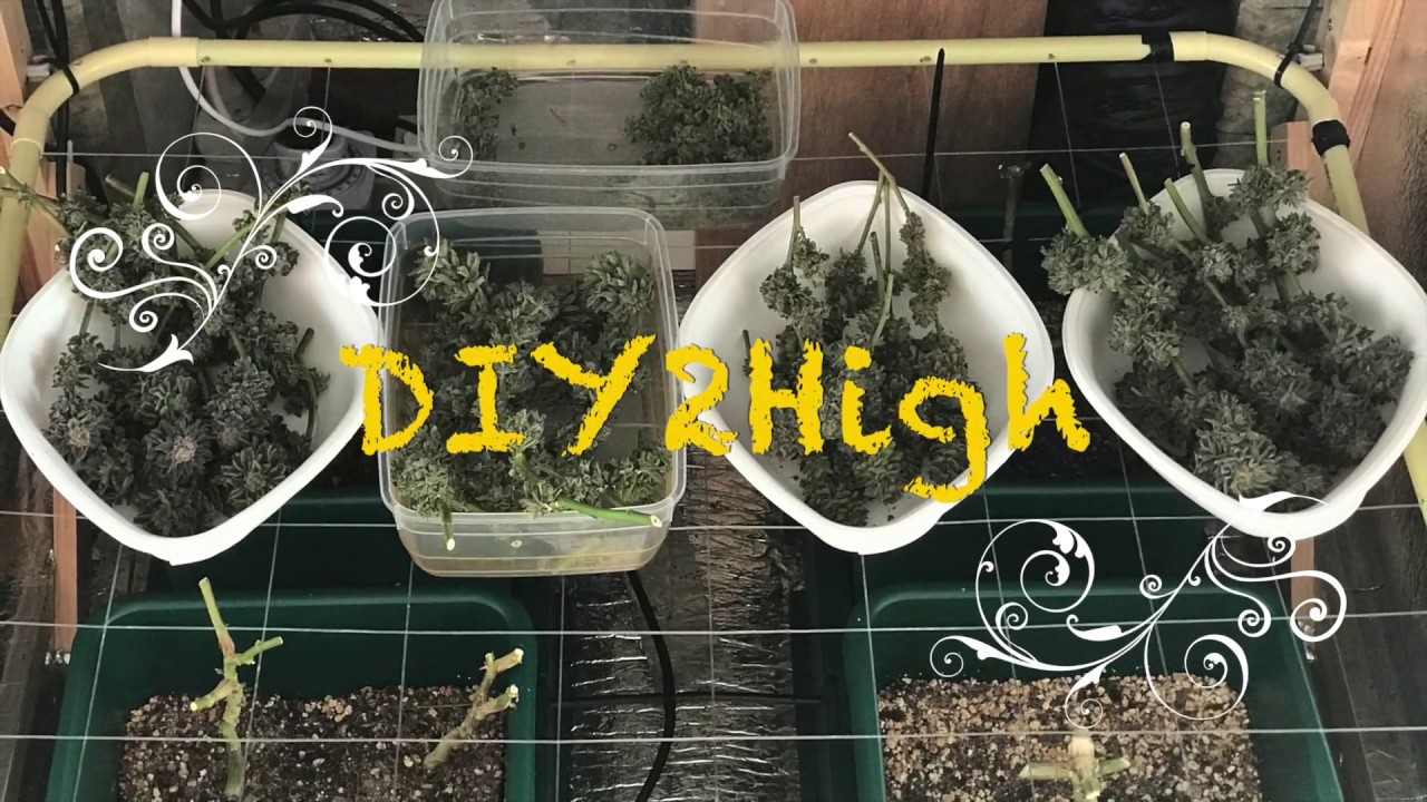 Urban Micro Marijuana Grow 1st Harvest!
