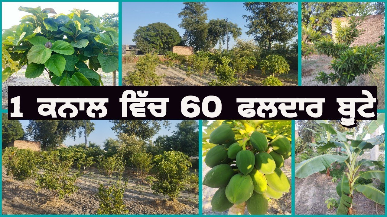 1 ਕਨਾਲ ਵਿੱਚ ਹਰ ਤਰ੍ਹਾਂ ਦੇ ਫਲਦਾਰ ਬੂਟੇ   mix orchard / nutritional garden @KISAAN TV
