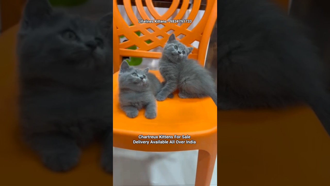Chartreux Kittens For Sale Mumbai #chartreuxcat #bangalore #kolkata #chartreux #britishshorthair