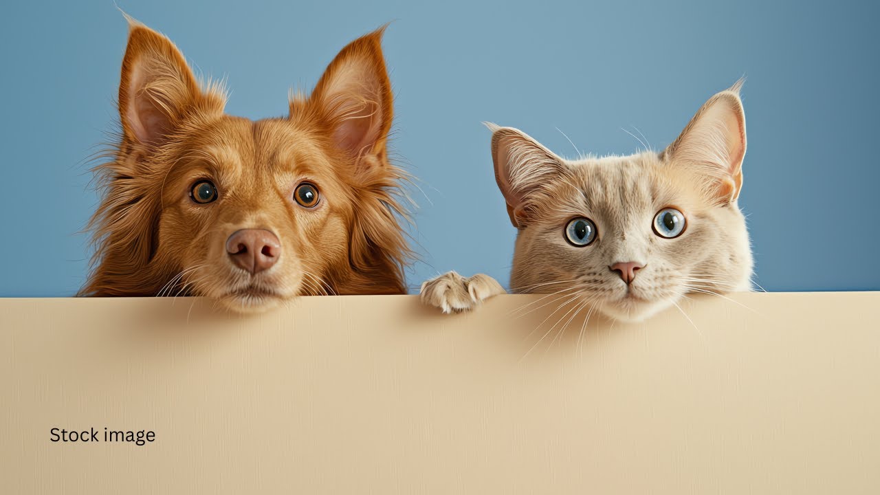 Stay Safe: Tips for Keeping Pets Warm During Cold Snap