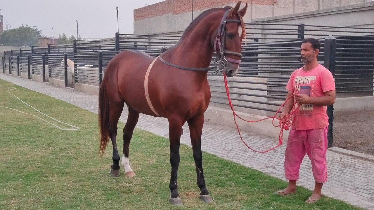 Amazing and Awesome Horses at Ustad Ahsan Rasheed Puri's farm