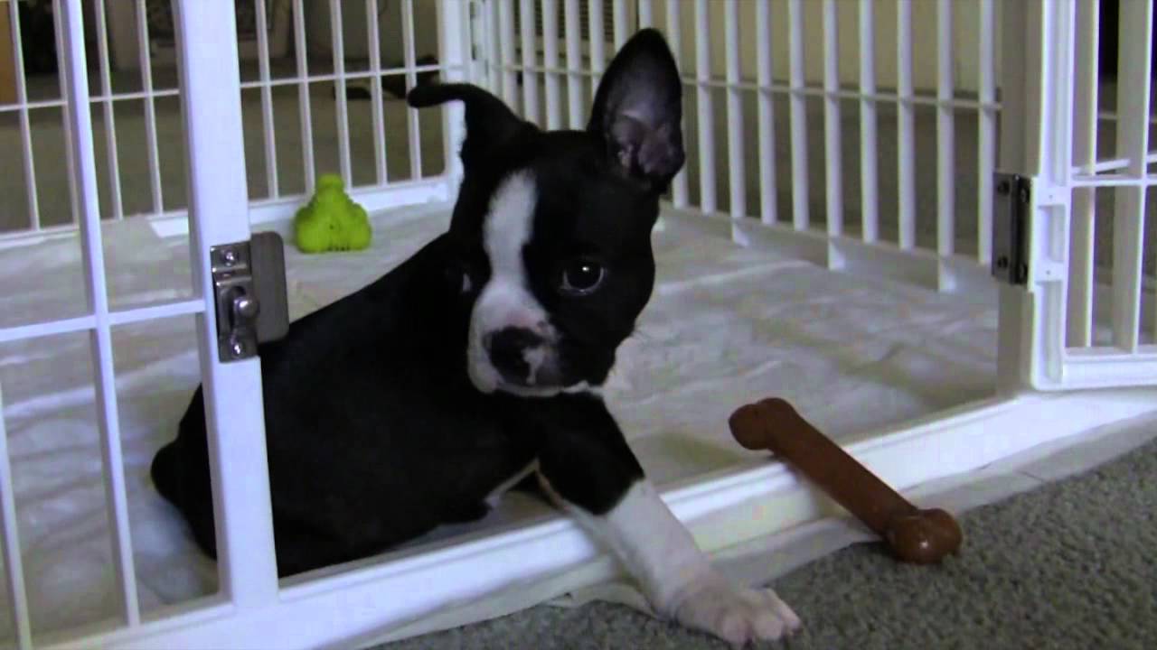 Boston Terrier Puppy (8 Weeks Old)