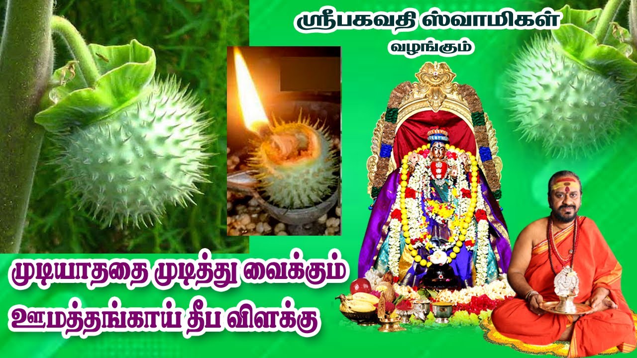 முடியாததை முடித்து வைக்கும் ஊமத்தங்காய் தீப விளக்கு.டாக்டர்.குருஜி.ஸ்ரீபகவதி ஸ்வாமிகள் |