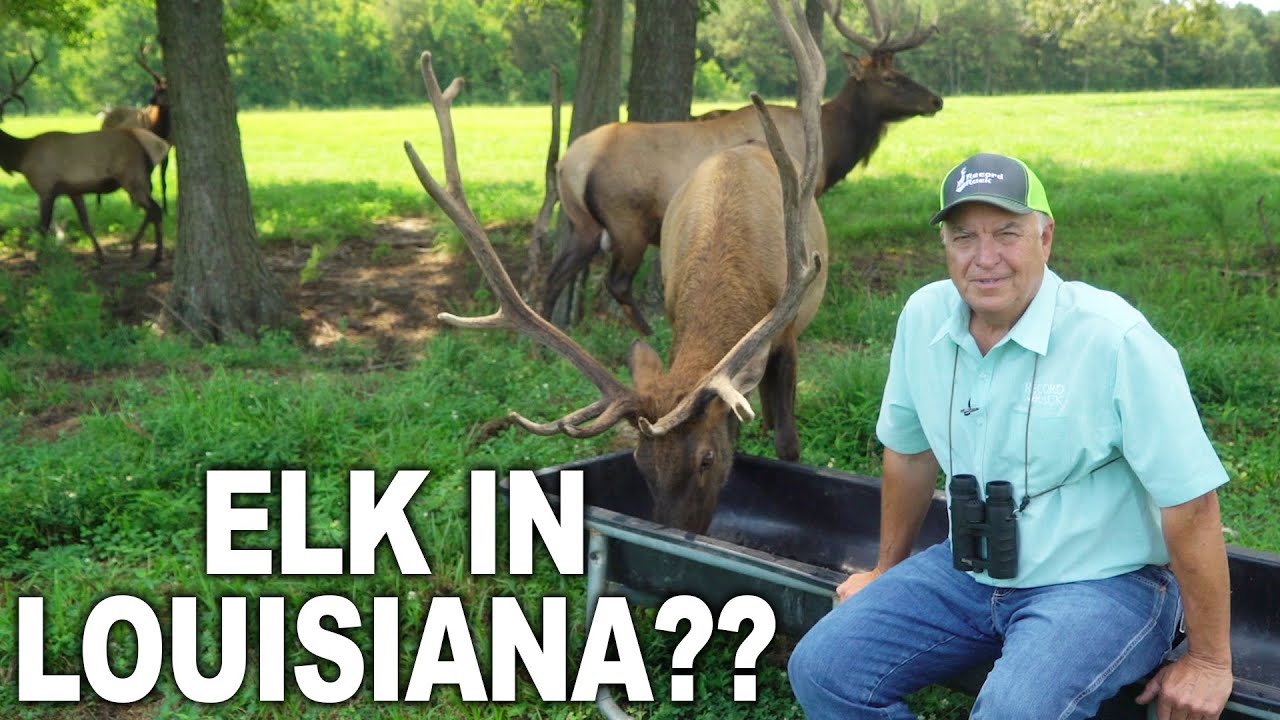 Breeding Deer and ELK in LOUISIANA!