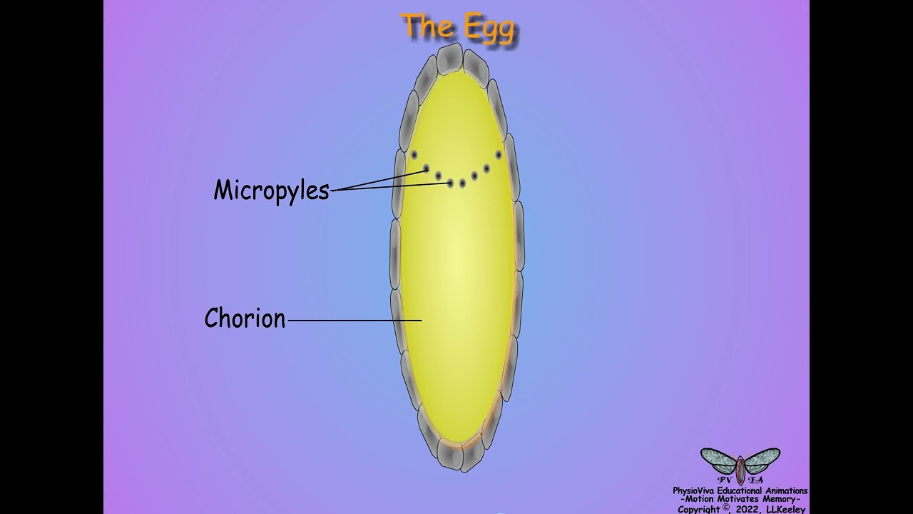 Egg Formation