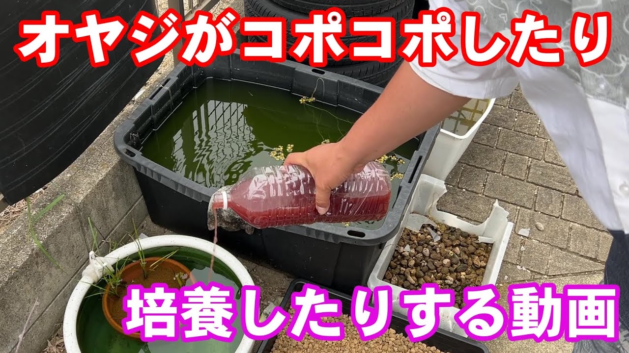 【めだか】ＰＳＢの効果・使用方法・培養作り方　Ｂ型おやじ