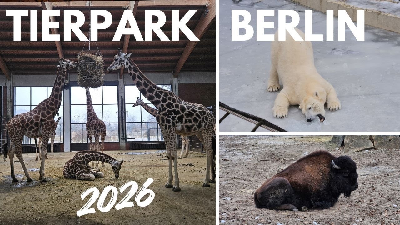 Tierpark Berlin 2026 | Der bessere Zoo in Berlin? | XXL Rundgang mit allen Highlights VLOG
