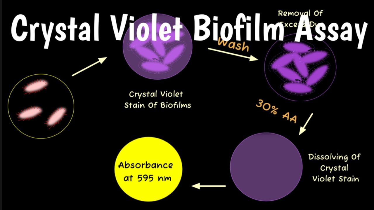 Crystal Violet Biofilm Assay | Biofilm Formation Crystal Violet Assay |