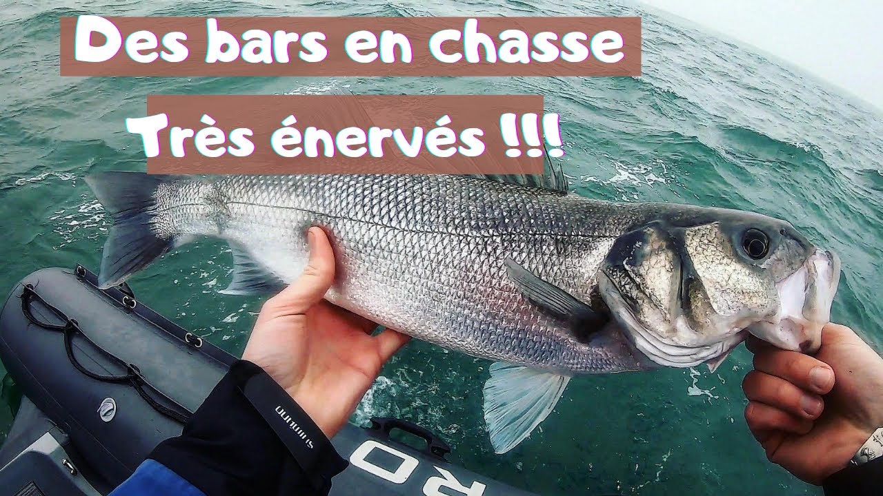 Je p&ecirc;che des bars en chasse dans une mer agit&eacute;e : Session de dingue dans le brouillard
